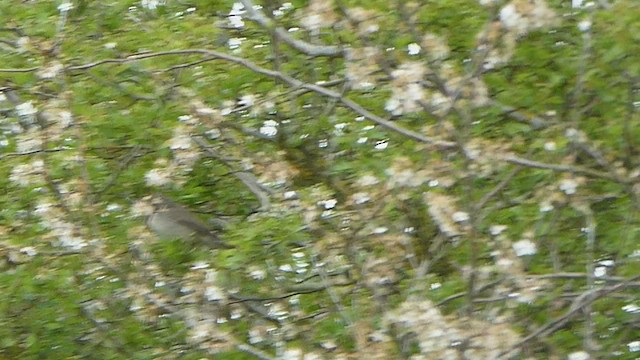 Lesser Whitethroat - ML565479701