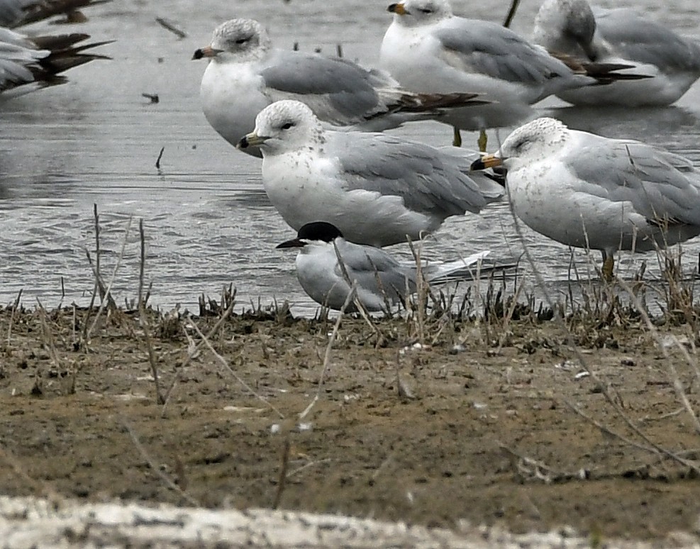 Forster's Tern - ML56548051