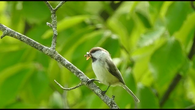 Mésange d'Iran - ML565481171