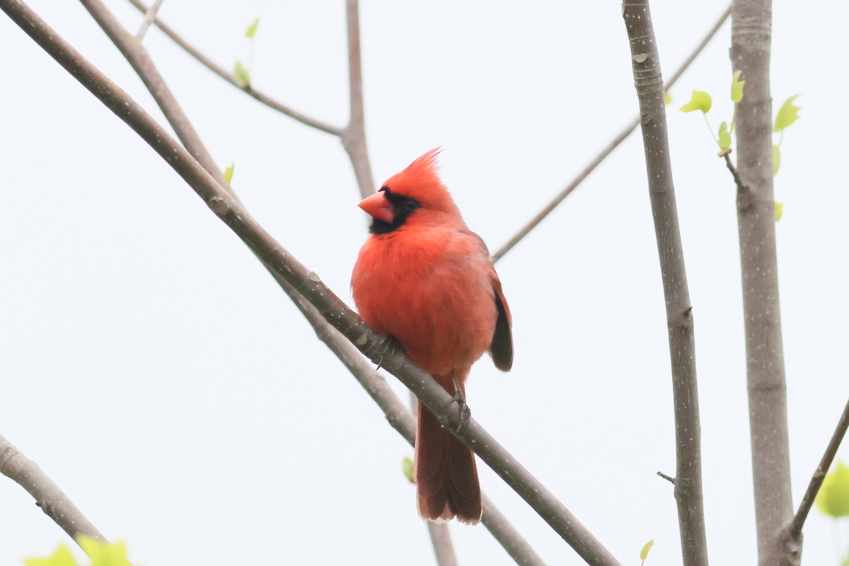 Northern Cardinal - John Mercer