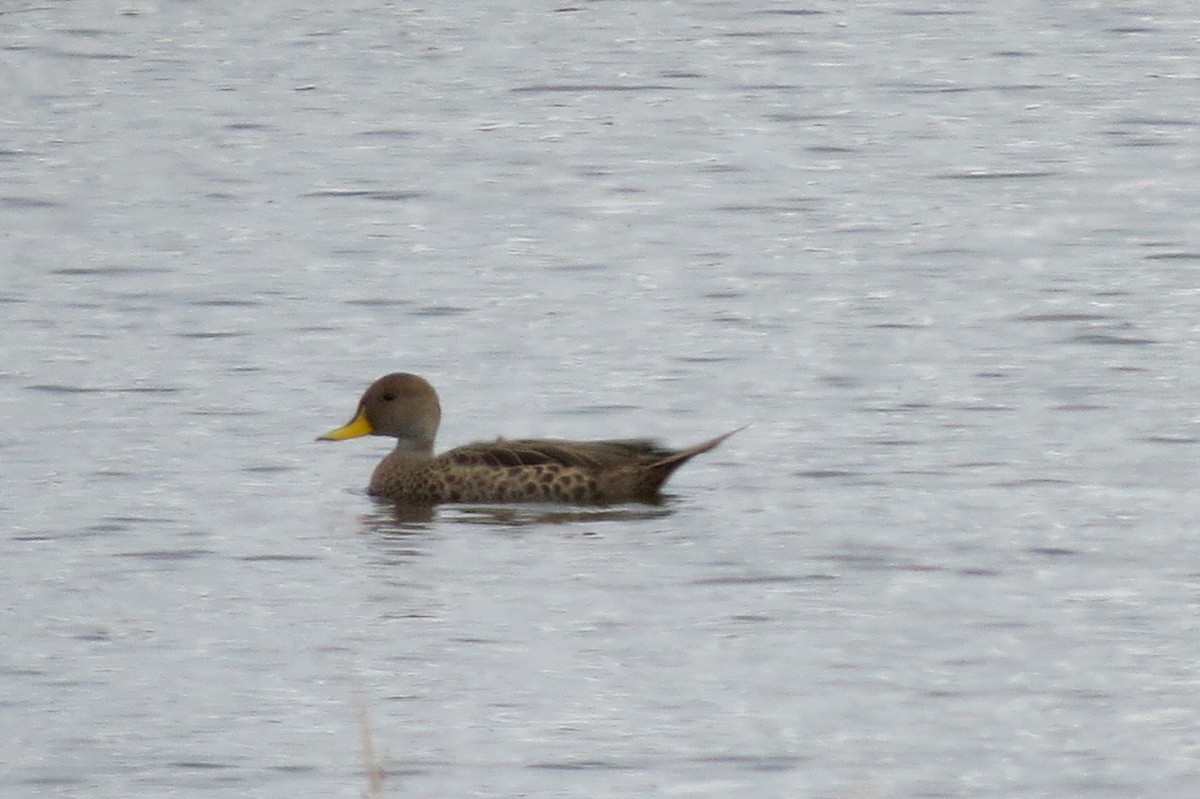 Yellow-billed Pintail - ML565481581