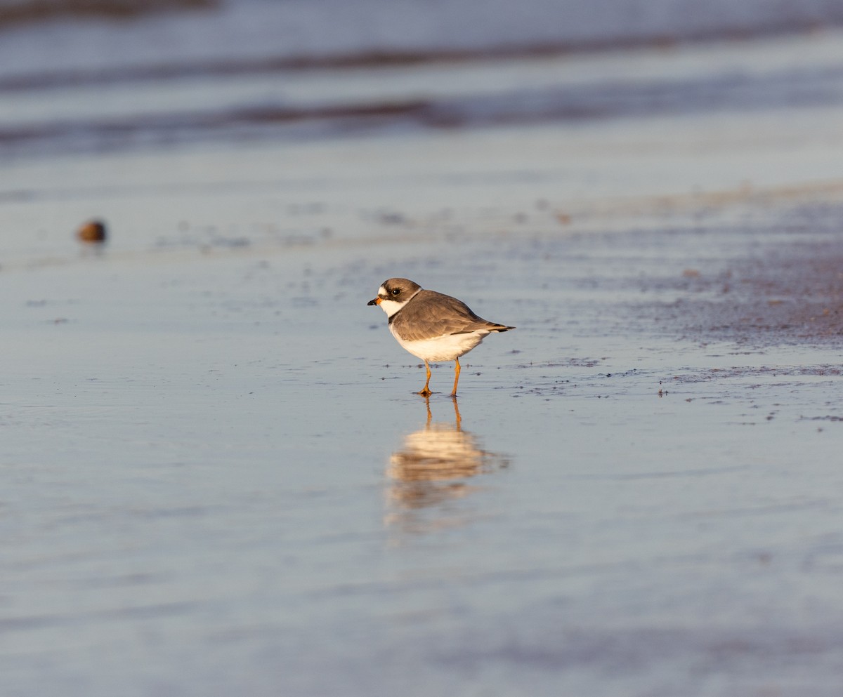 Semipalmated Plover - ML565482771