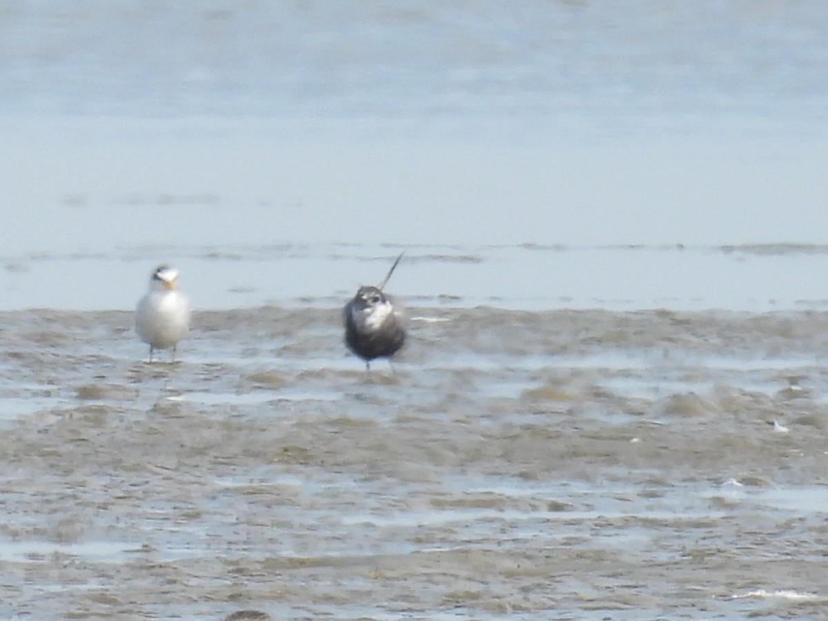 Black Tern - ML565483581