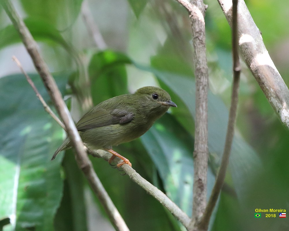 White-bearded Manakin - ML565484961