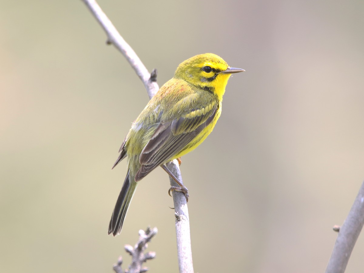 Prairie Warbler - ML565485511