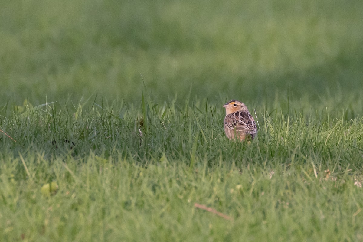 Grasshopper Sparrow - ML565485701