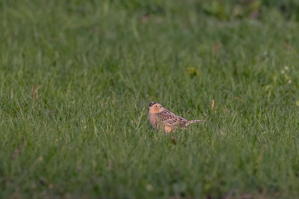 Grasshopper Sparrow - ML565485721