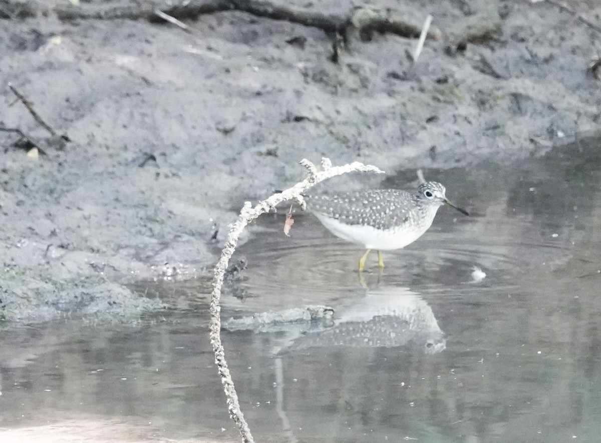 Solitary Sandpiper - Lauren Stranahan