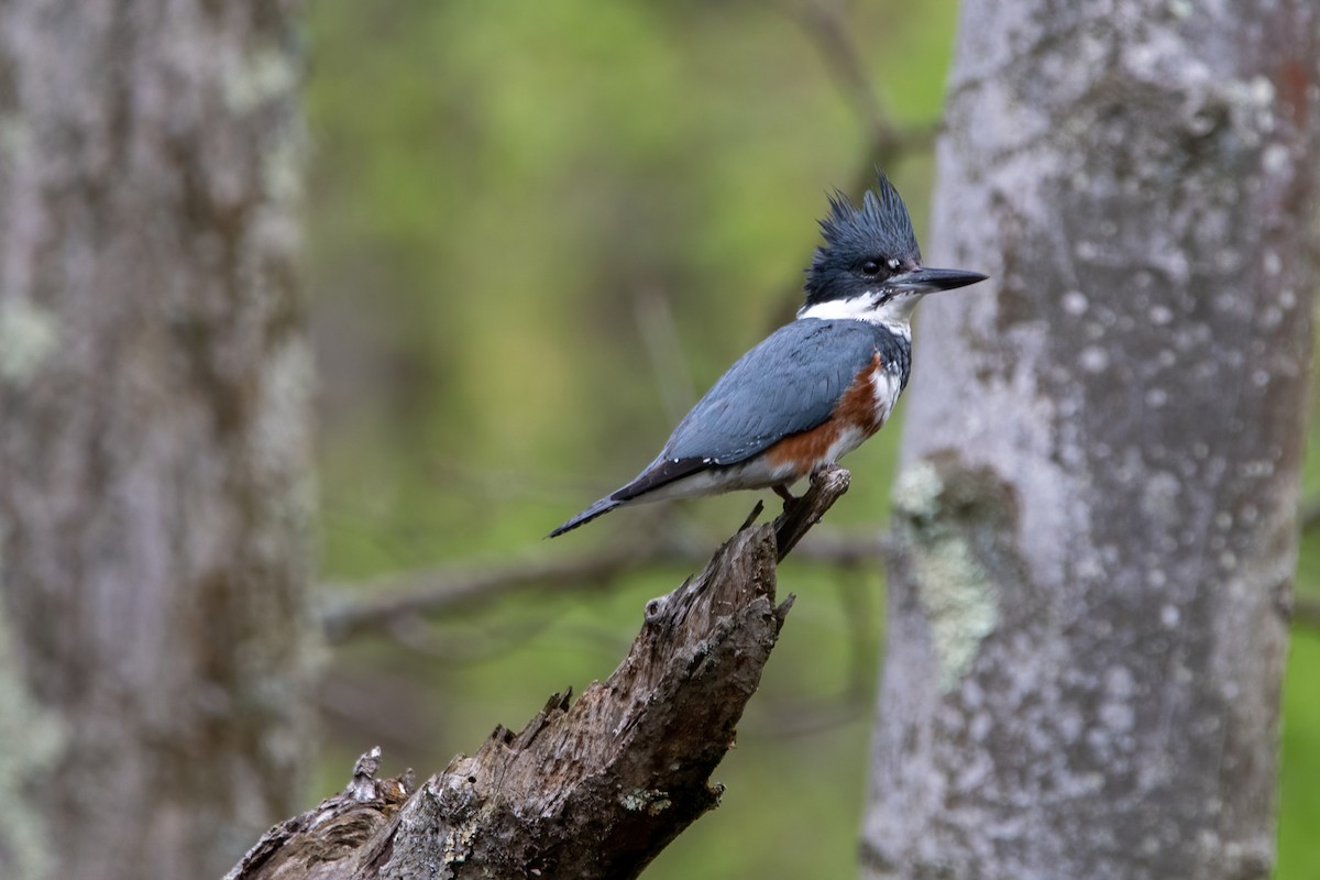 Belted Kingfisher - ML565487021
