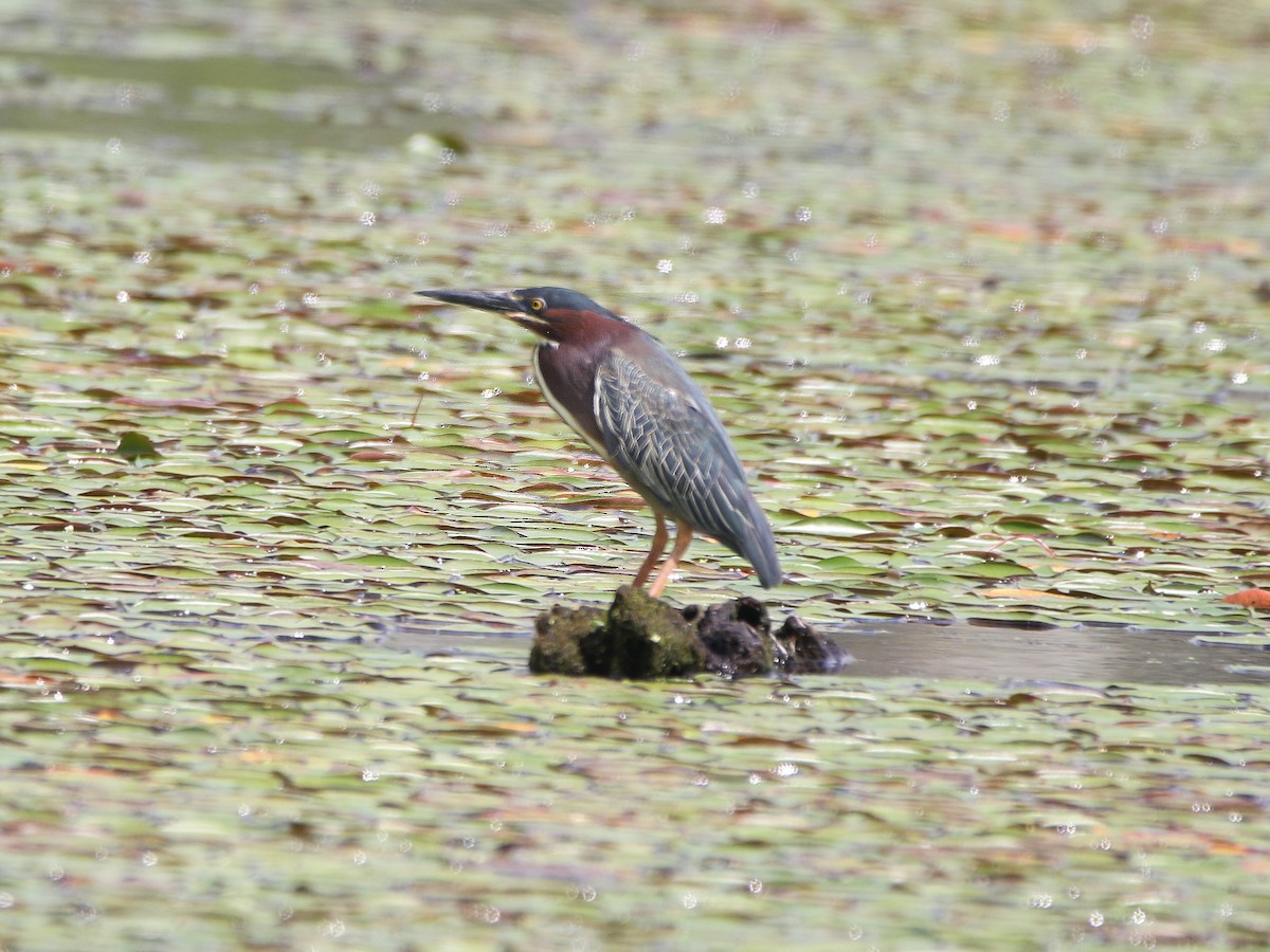 Green Heron - ML565487101