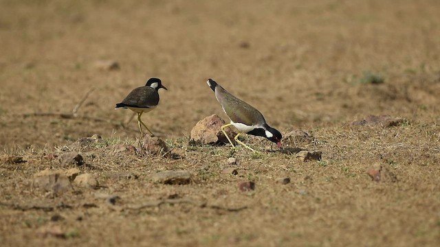 Red-wattled Lapwing - ML565487501