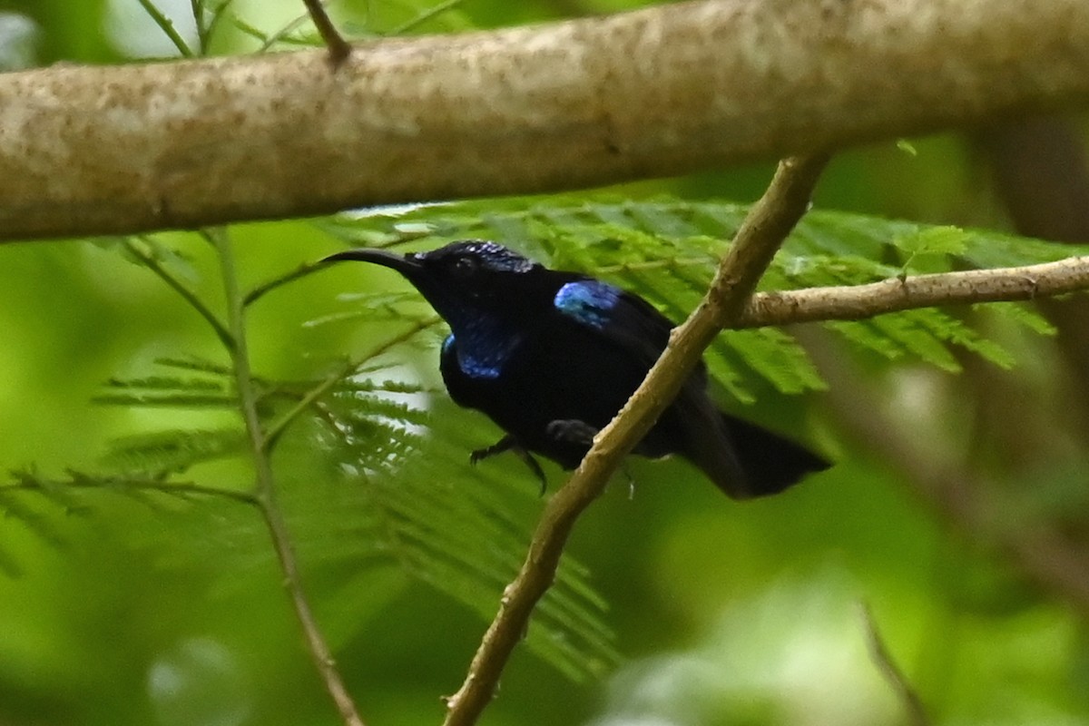 Black Sunbird - ML565487581