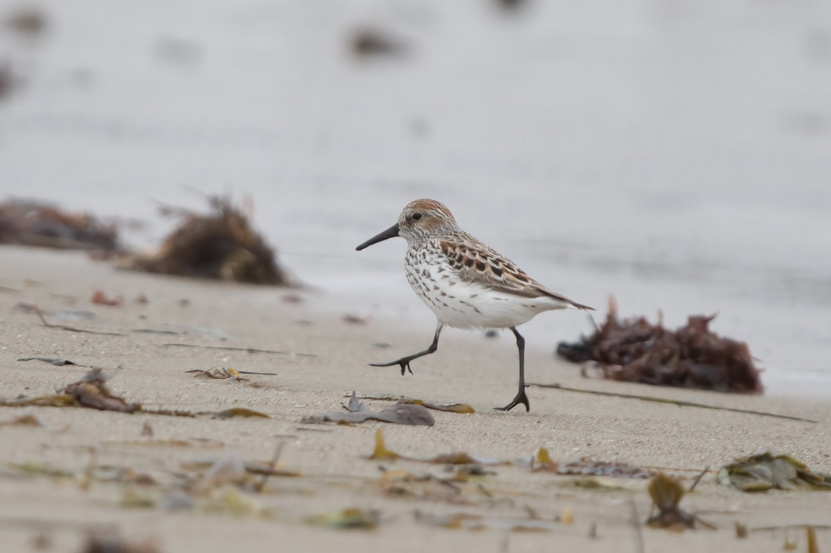 Western Sandpiper - ML565488011