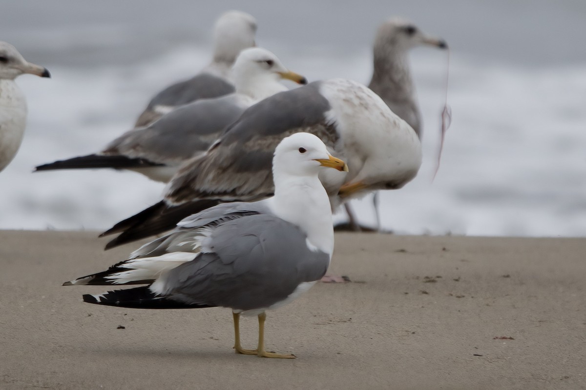 California Gull - ML565488431