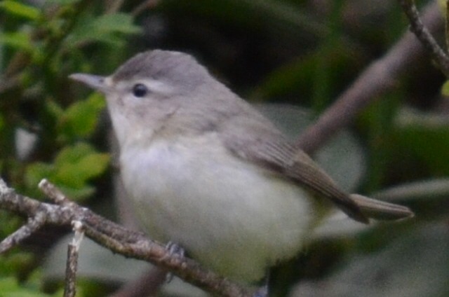 Warbling Vireo - Kerry Serl