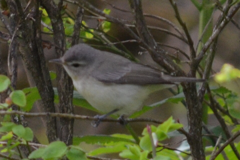 Warbling Vireo - ML565488461