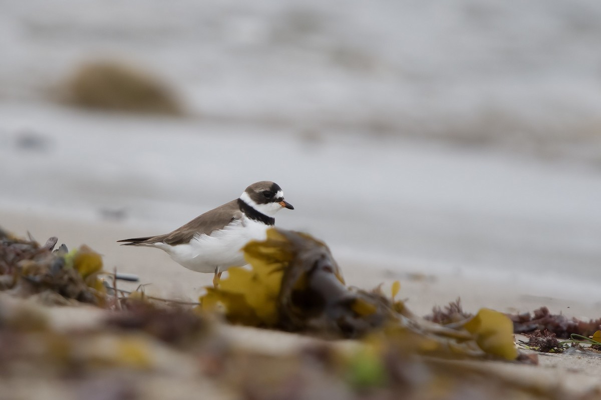 Semipalmated Plover - ML565488851
