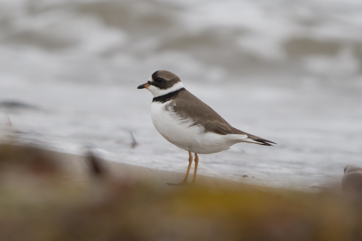 Semipalmated Plover - ML565488881
