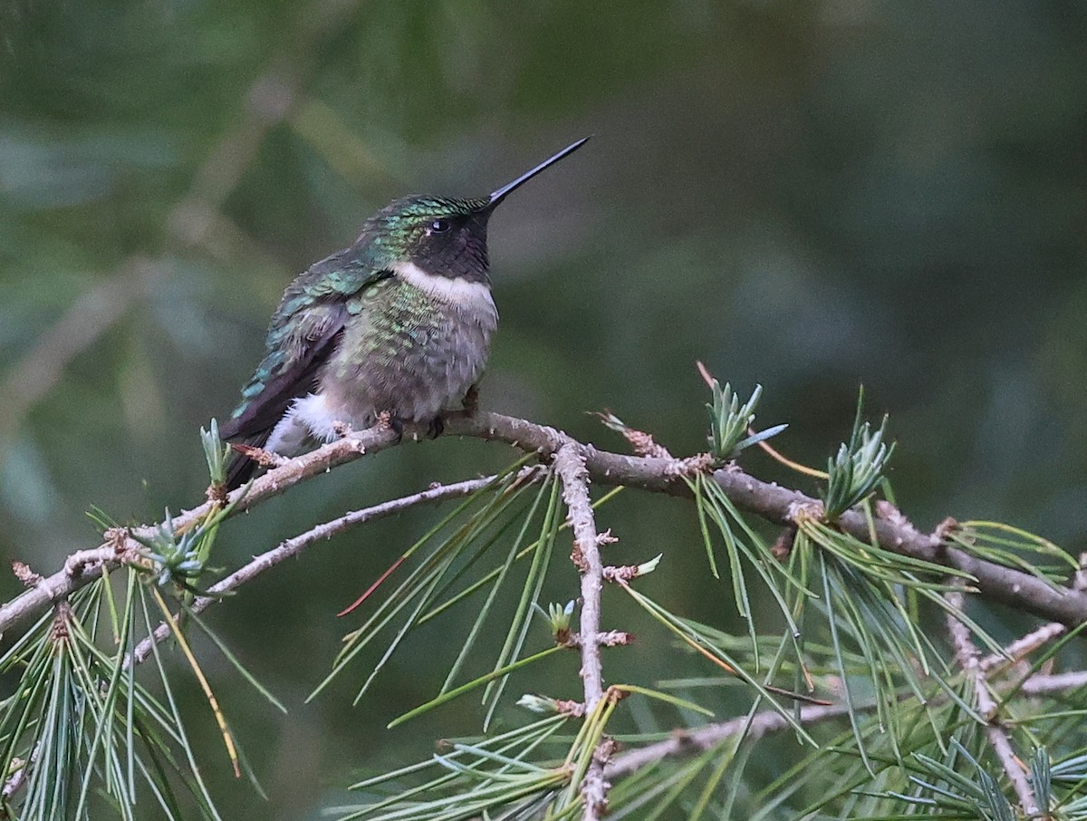 Ruby-throated Hummingbird - ML565488981