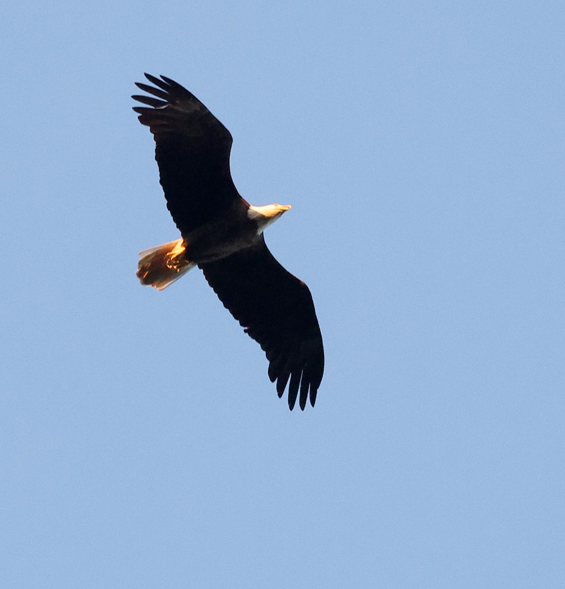 Bald Eagle - ML565489261