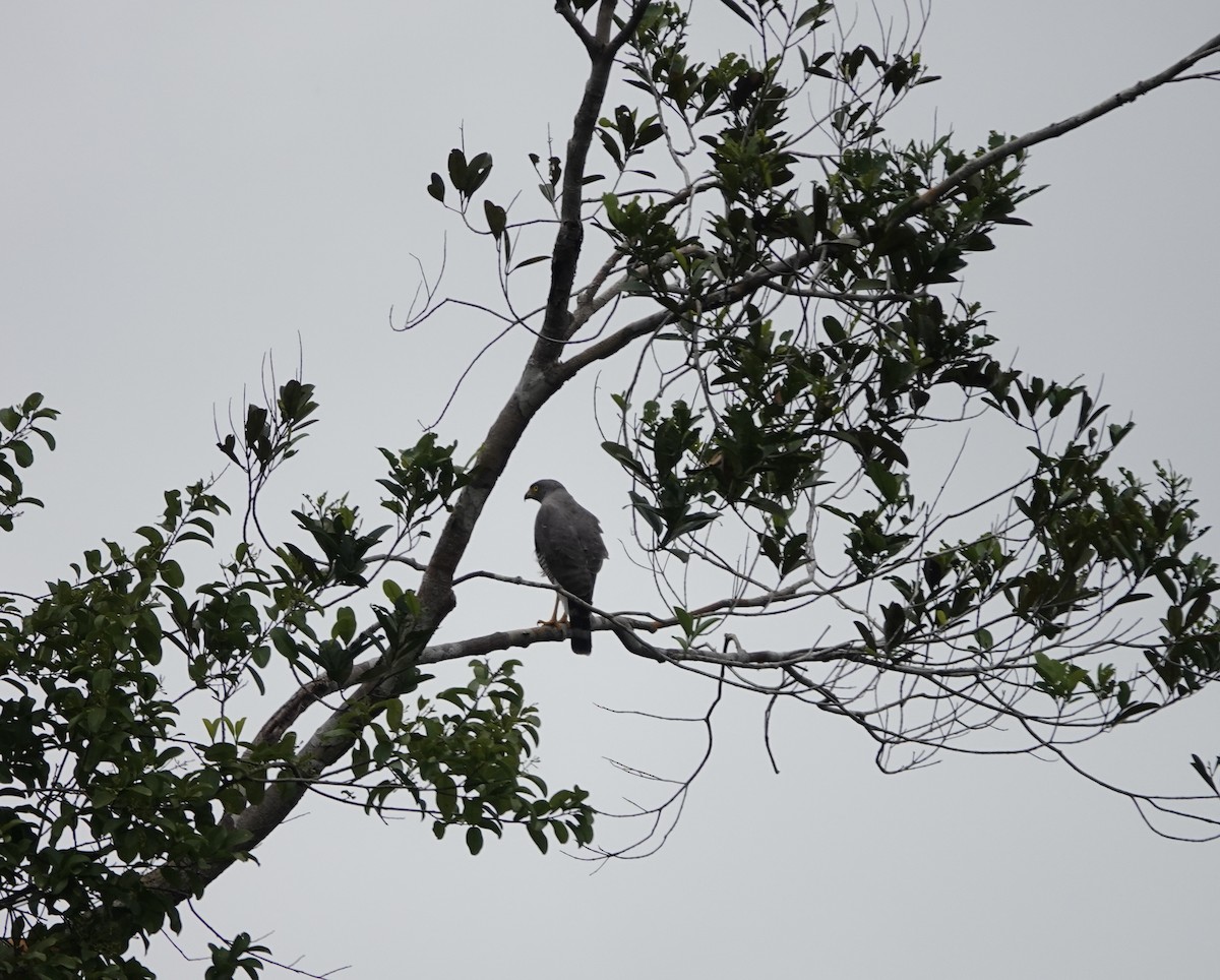 Roadside Hawk - ML565490061