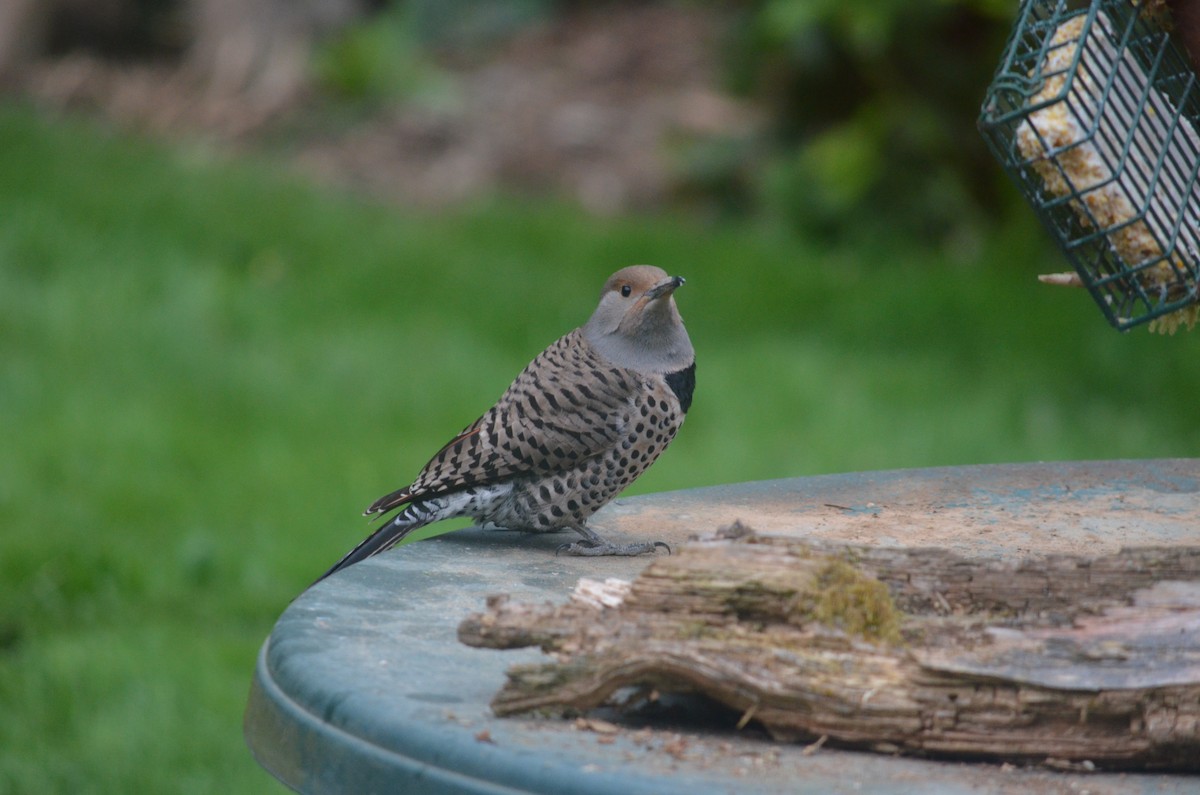 Northern Flicker - ML565490121