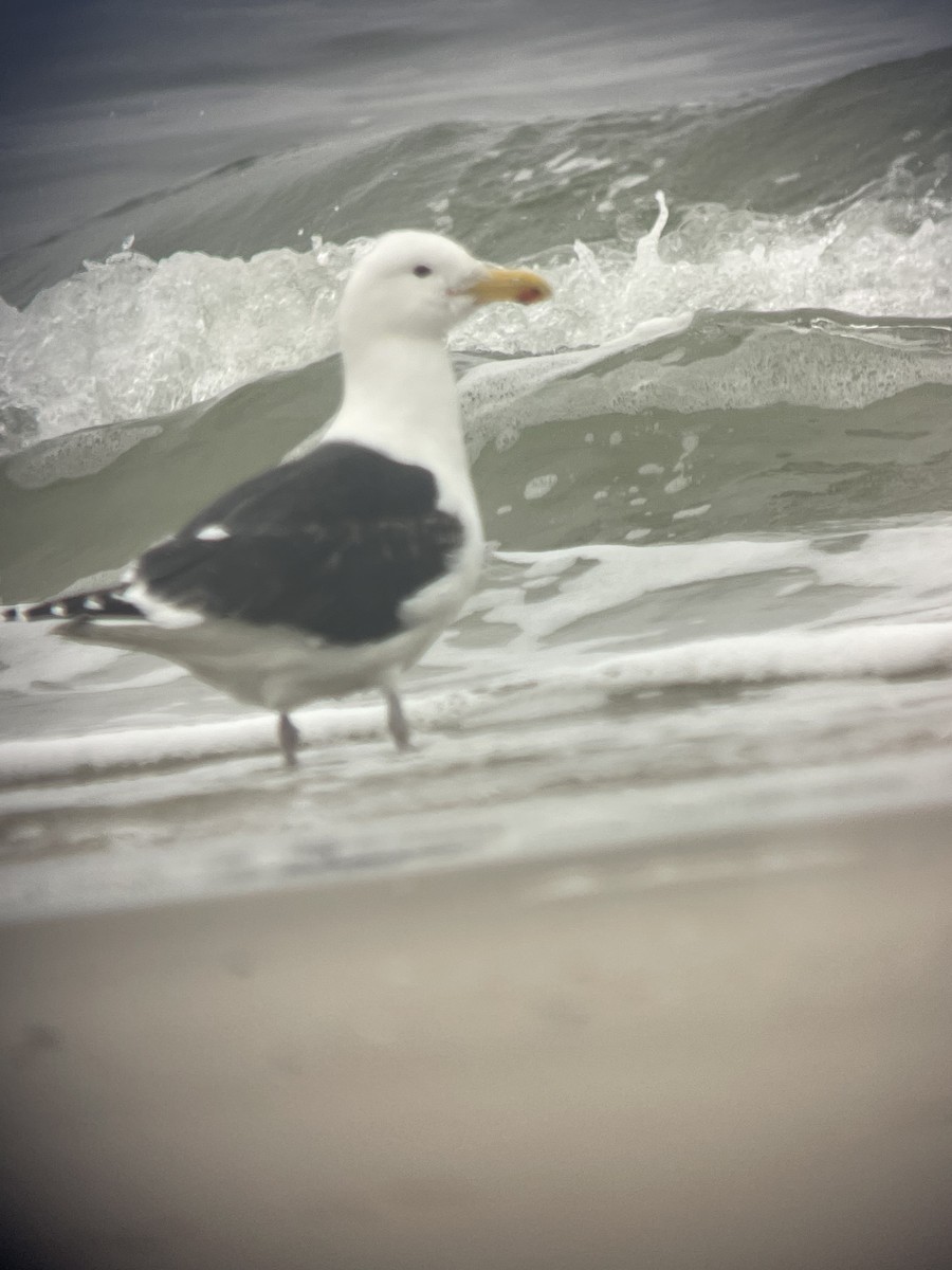 Great Black-backed Gull - ML565490201