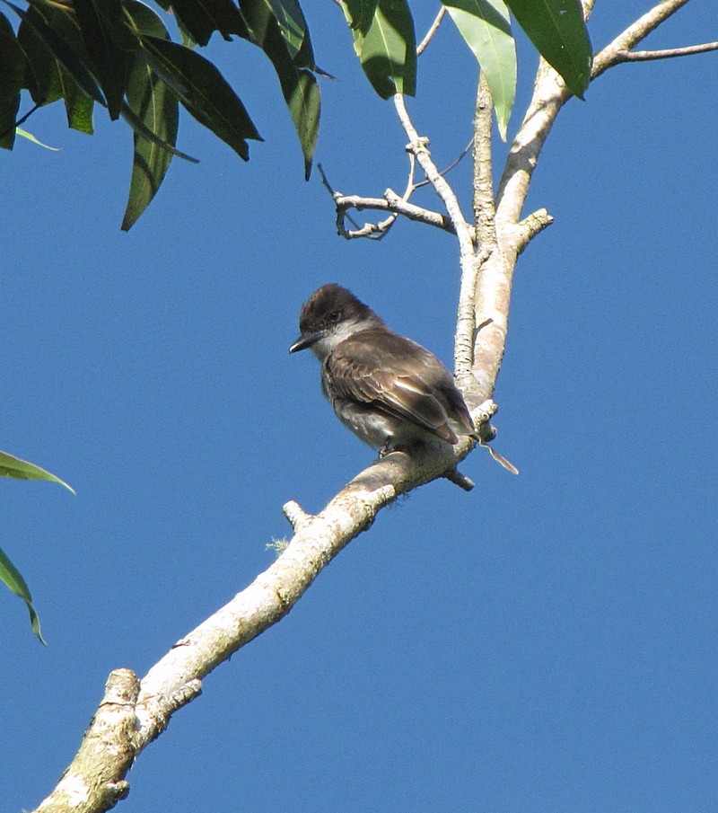 Loggerhead Kingbird (Puerto Rico) - Jens Thalund