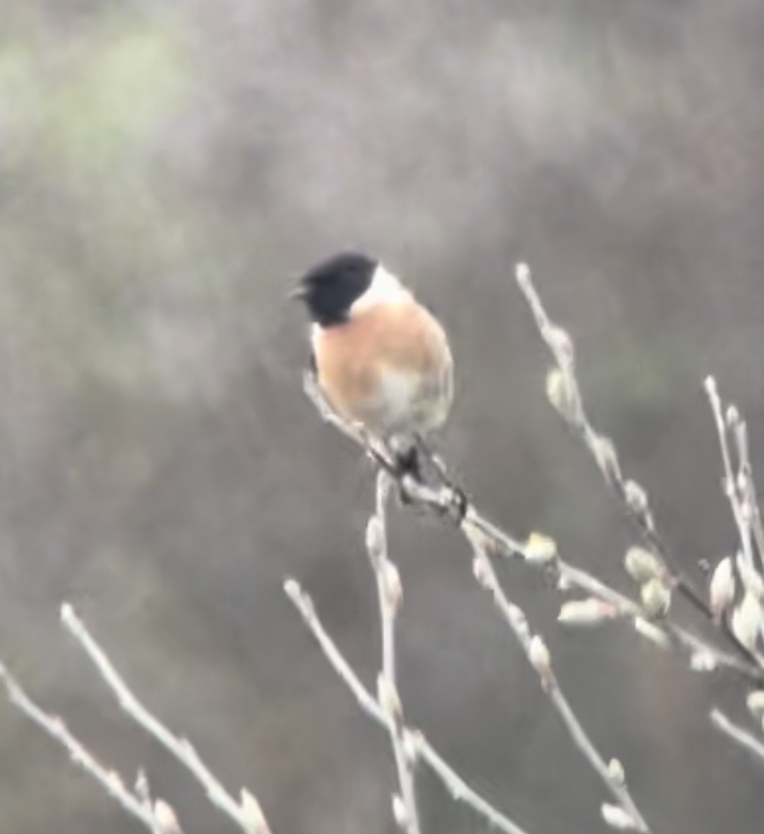 European Stonechat - ML565491111