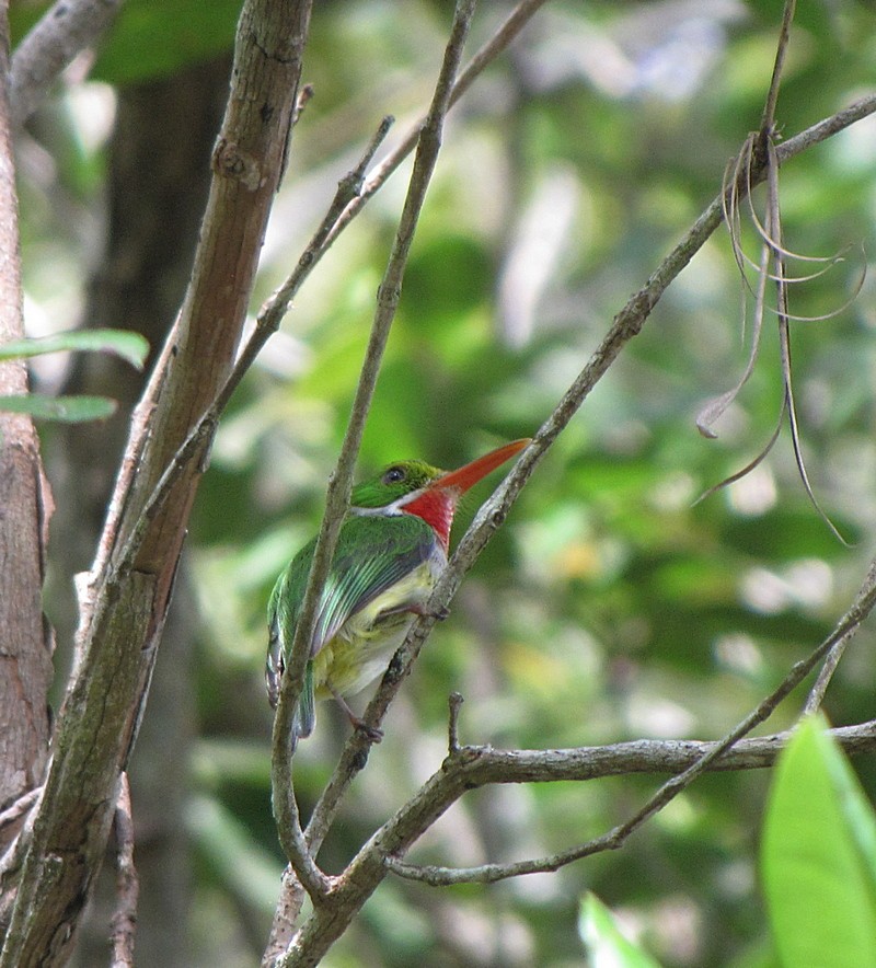 Puerto Rican Tody - ML565491451