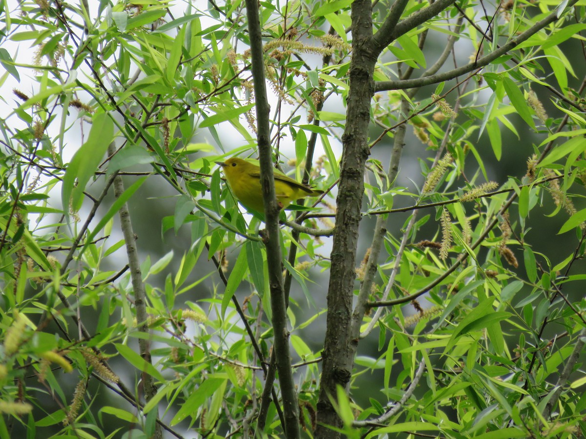 Yellow Warbler - ML565491671