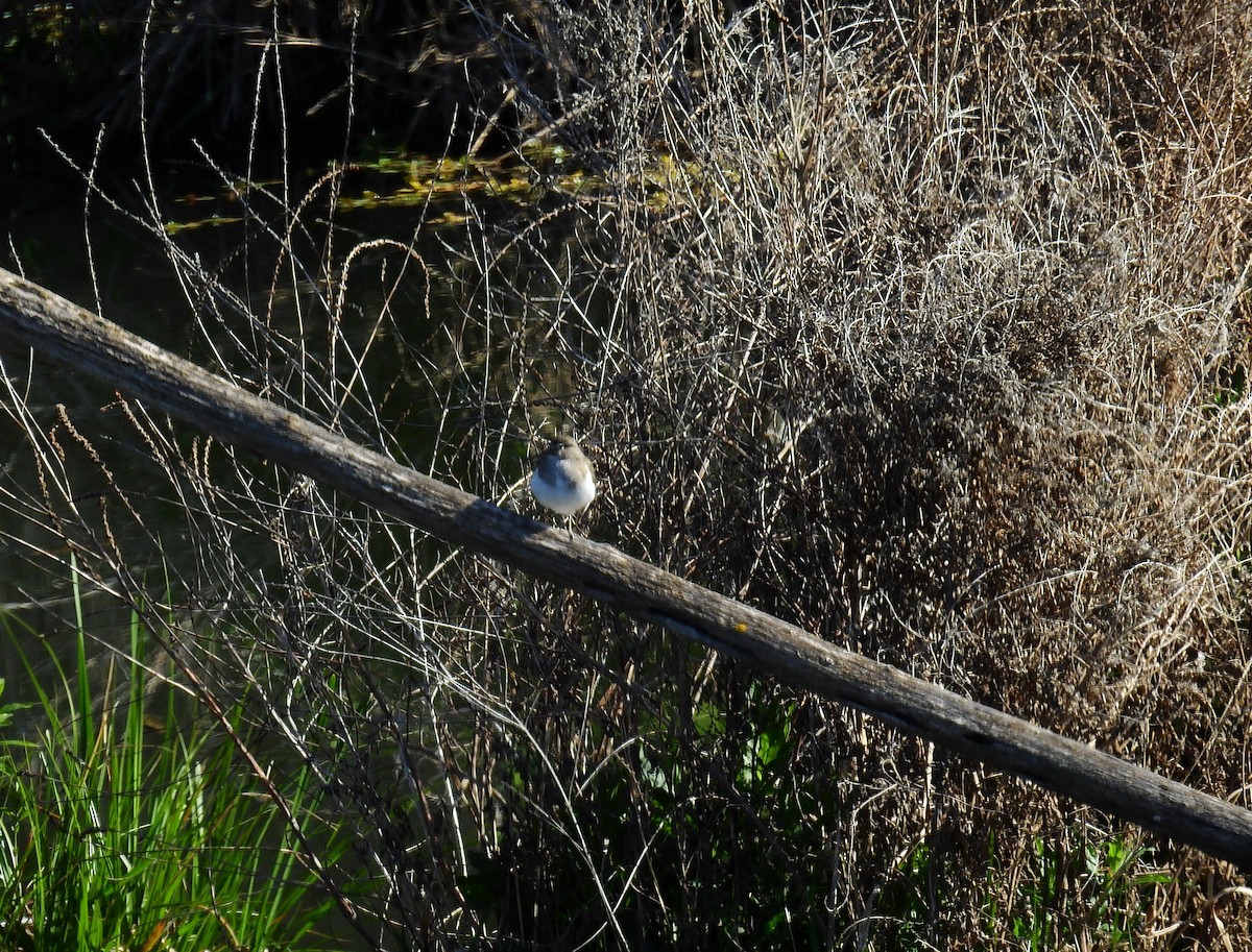 Common Sandpiper - ML565491711