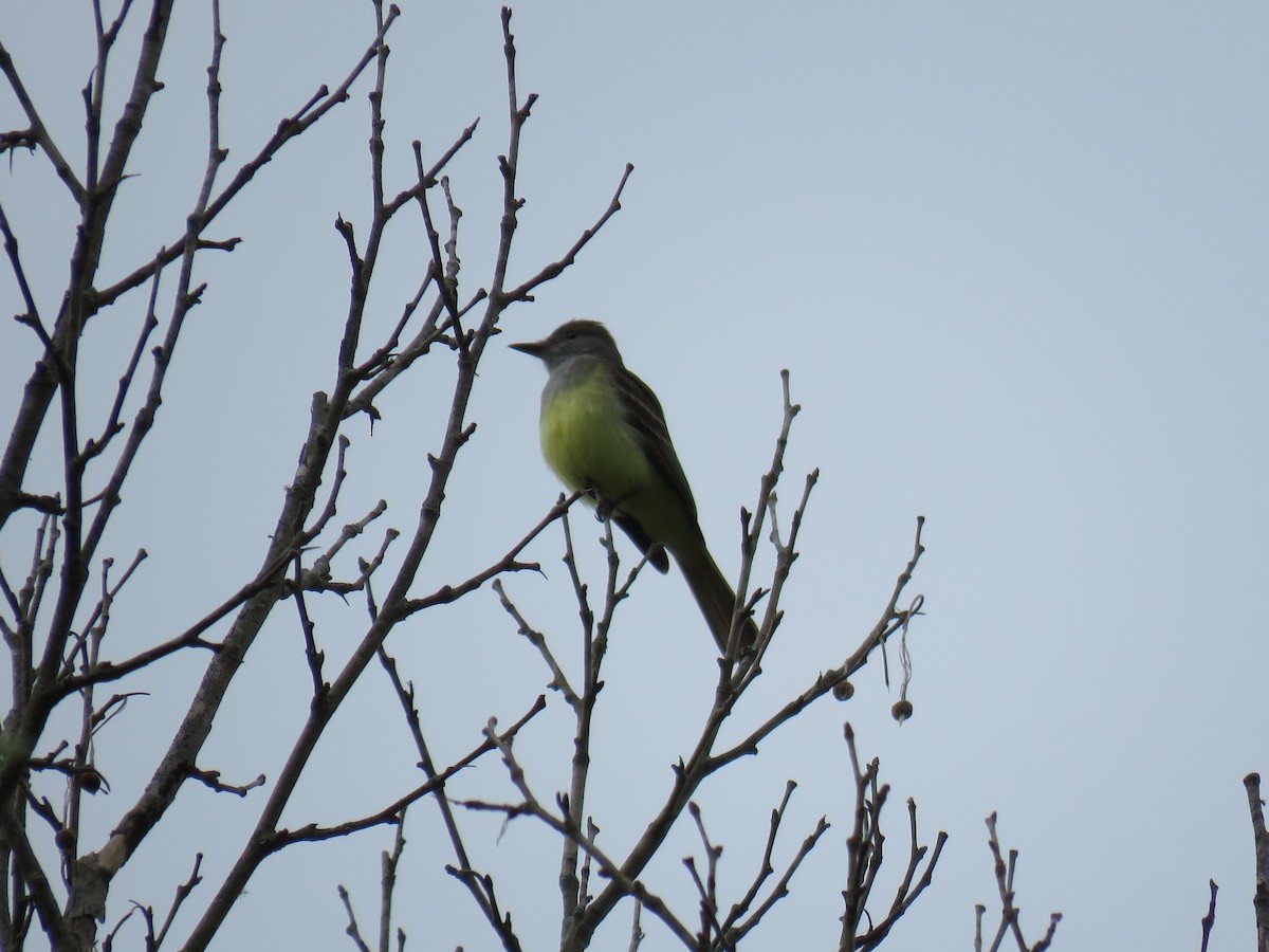 Great Crested Flycatcher - ML565491831