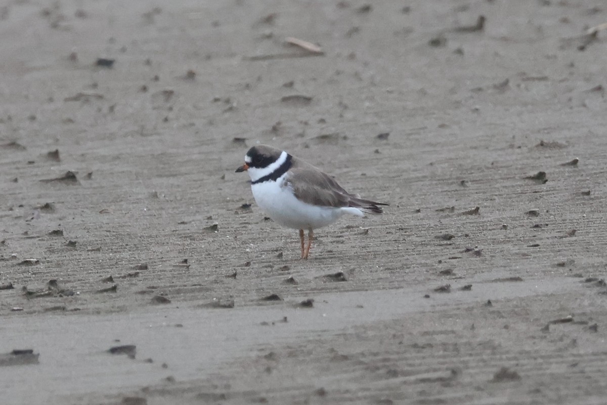 Semipalmated Plover - ML565492361