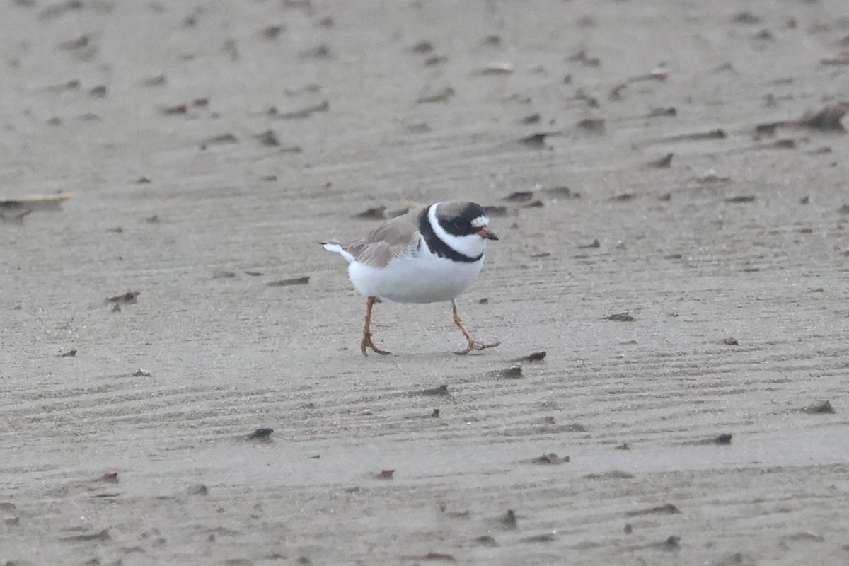 Semipalmated Plover - ML565492371