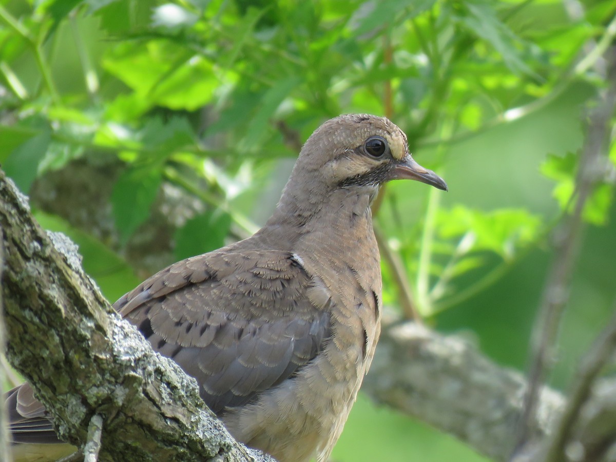 Mourning Dove - ML565492681