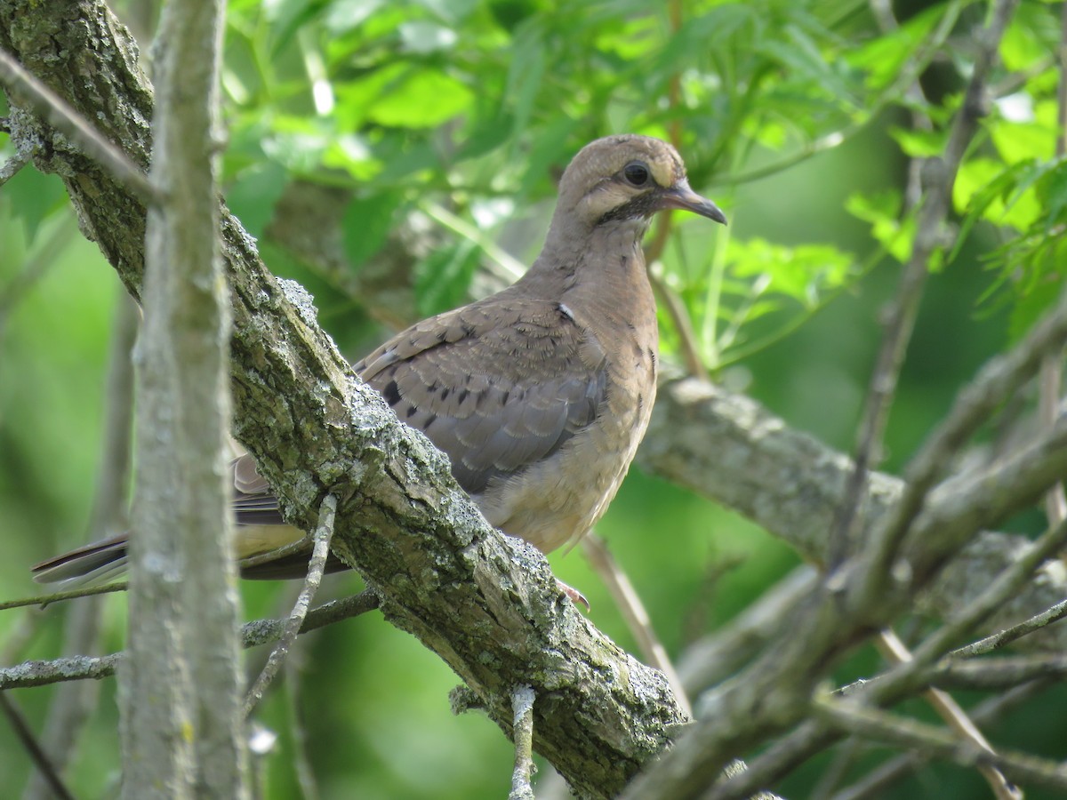 Mourning Dove - ML565492691