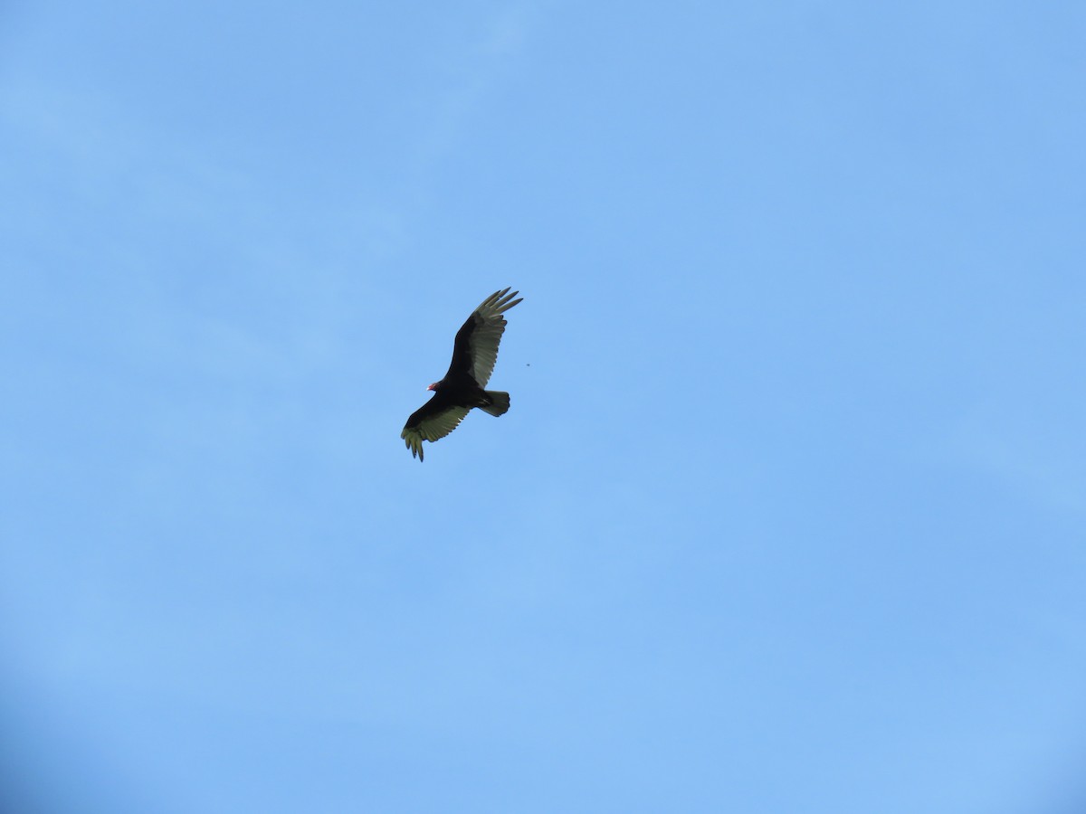 Turkey Vulture - ML565492891
