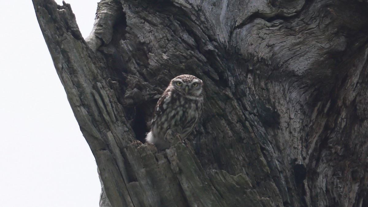 Little Owl - ML565493191