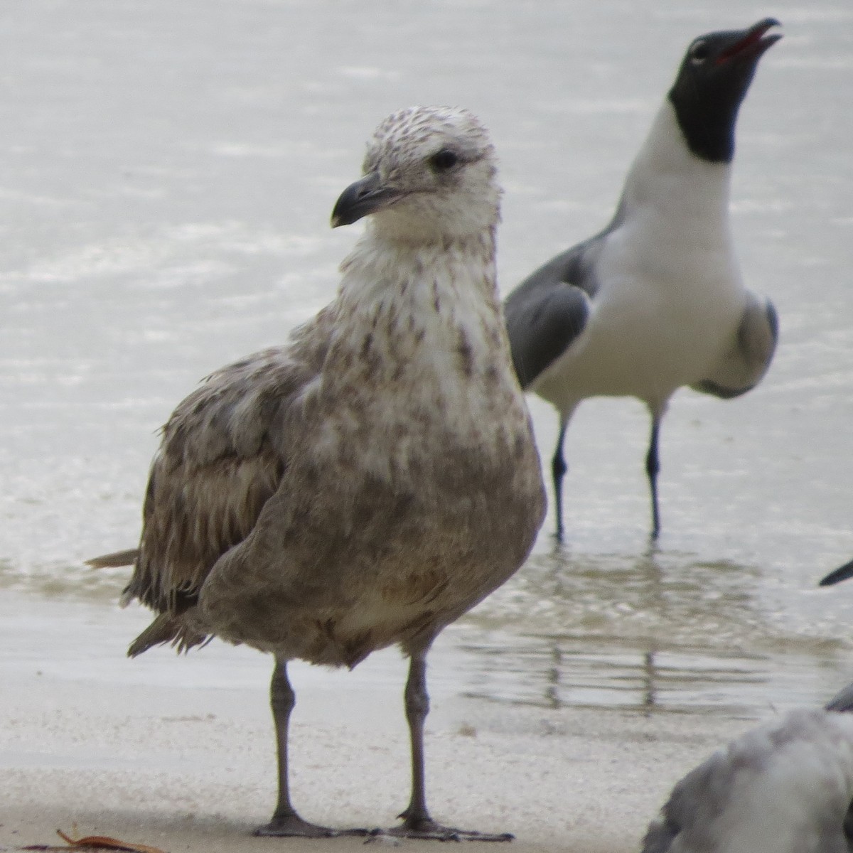 Herring Gull - Bev Hansen