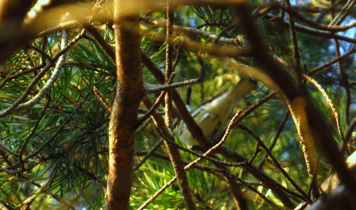 Black-throated Gray Warbler - ML565494281