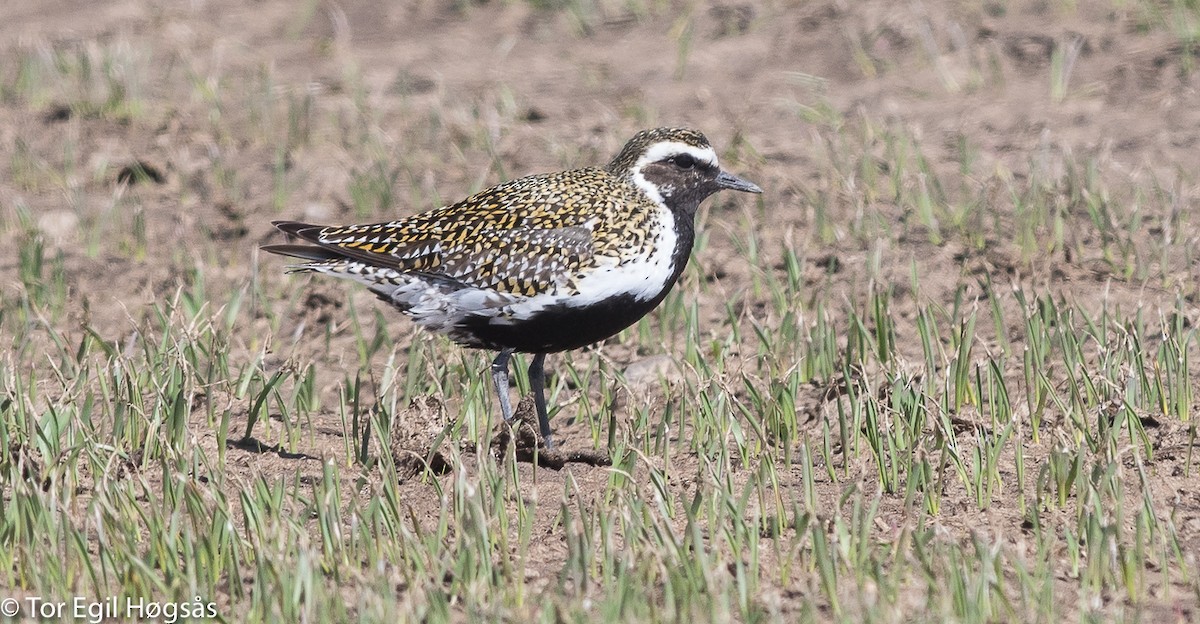 European Golden-Plover - ML56549451