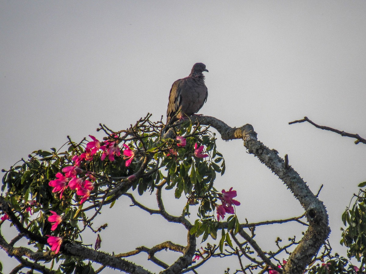 Pigeon picazuro - ML565495421