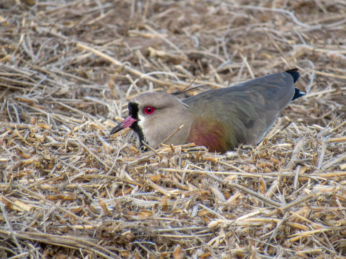 Southern Lapwing - ML565495451