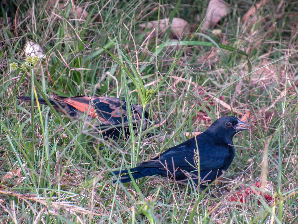 Screaming Cowbird - ML565495721