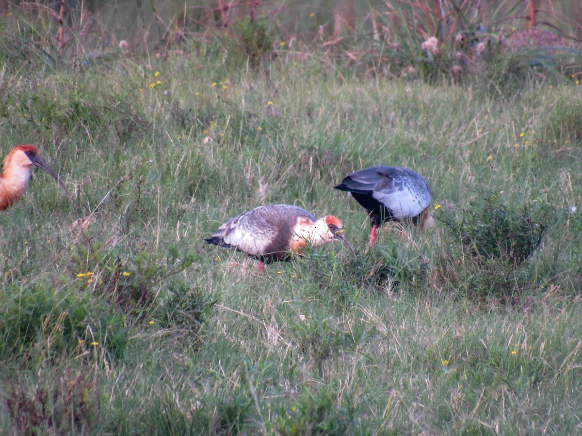 Buff-necked Ibis - ML565495831