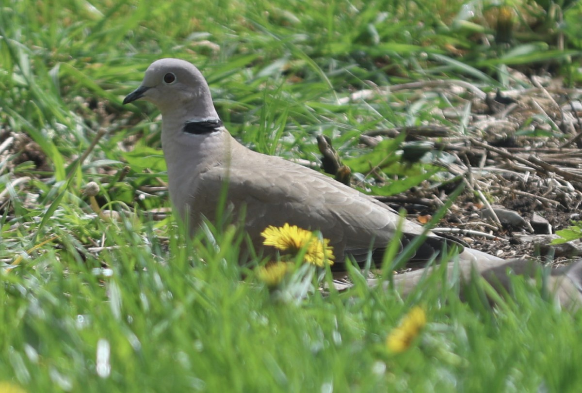 Eurasian Collared-Dove - ML565495881