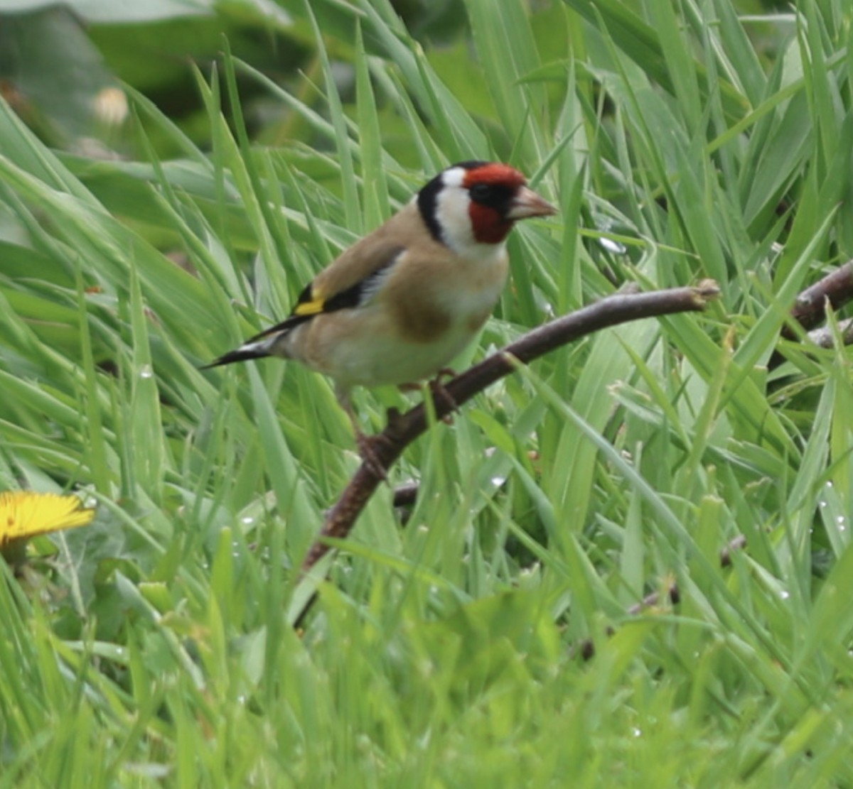 European Goldfinch - Rod Miller