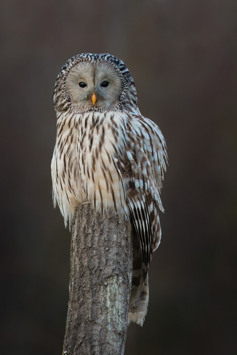 Ural Owl - ML565496141