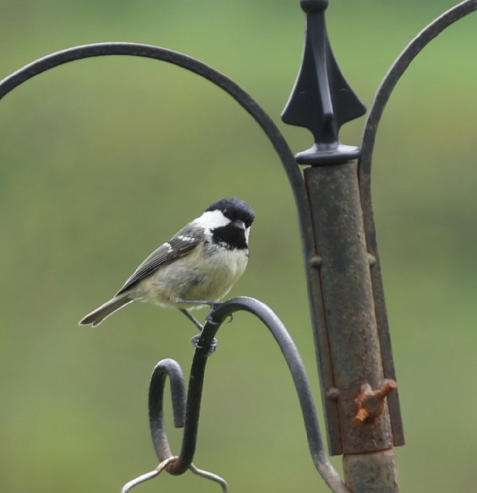 Coal Tit - ML565496281